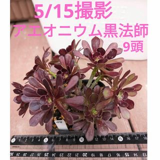 48♥アエオニウム黒法師♥　根あり　多肉植物(ドライフラワー)