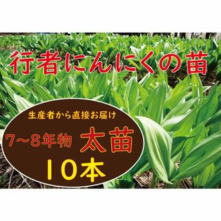 行者ニンニク 7～8年物 太球根苗10株(日々成長中)(野菜)