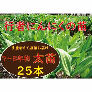 行者ニンニク 7～8年物 太球根苗25株(日々成長中)(野菜)