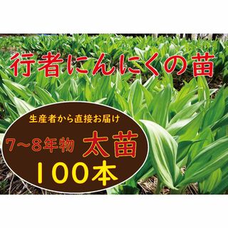 行者ニンニク 7～8年物 太球根苗100株(日々成長中)(野菜)
