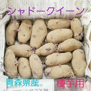 種芋　シャドークイーン　じゃがいも　青森県産　紫のジャガイモ　①(野菜)