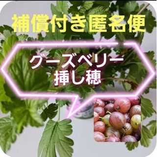 【同梱で50円値引き】グーズベリー 挿し穂 1本(その他)