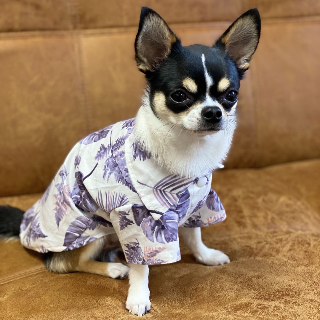 新品 S アロハ シャツ （紫） 犬服 猫服 犬の服 ペット用品 小型犬 夏 その他のペット用品(犬)の商品写真