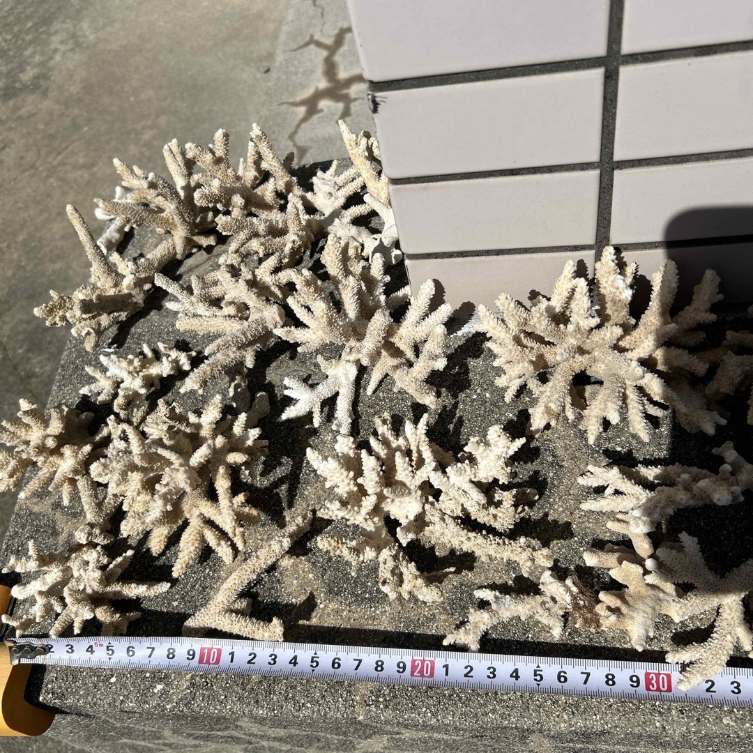 沖縄産　サンゴ石　ライブロック　珊瑚 その他のペット用品(アクアリウム)の商品写真
