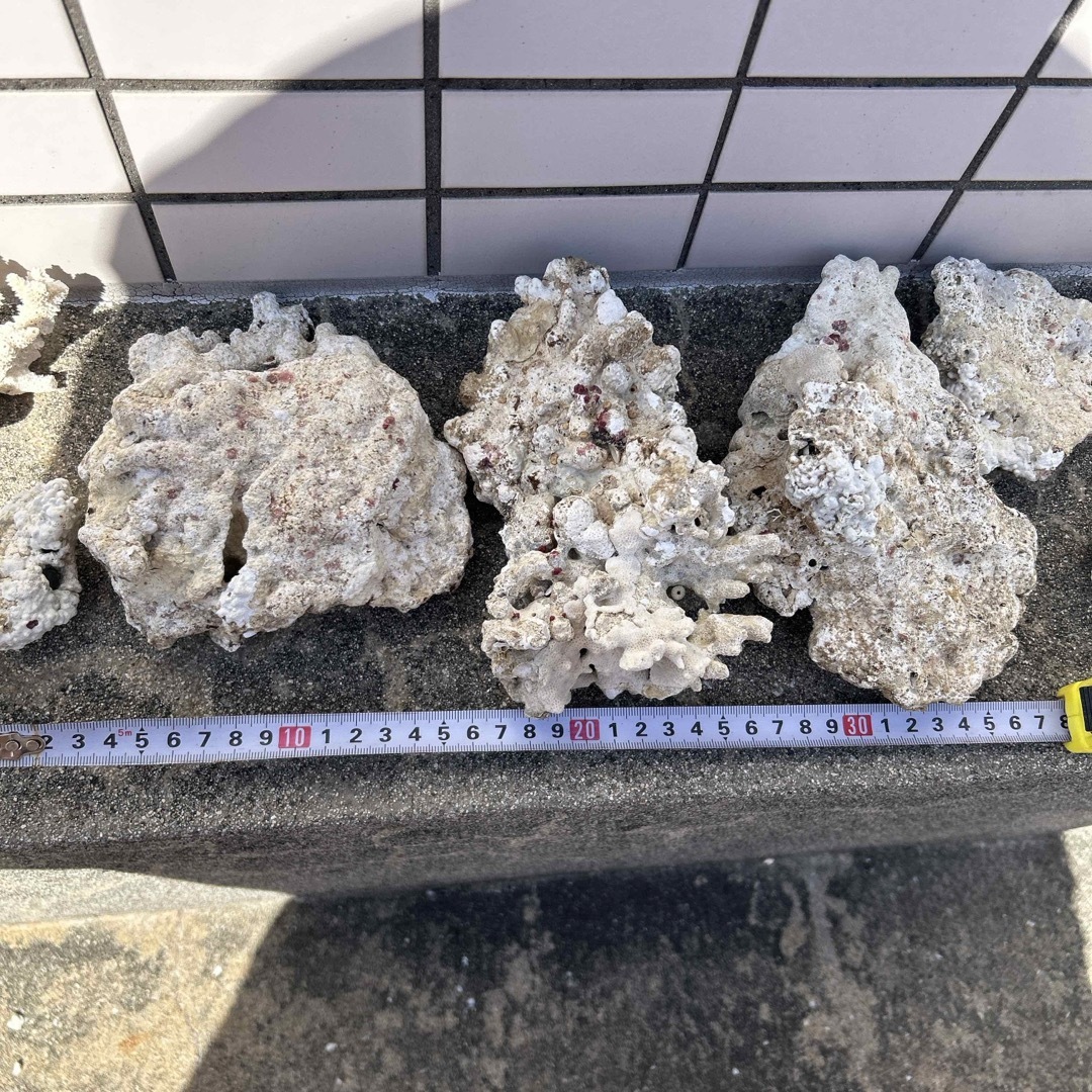 沖縄産　サンゴ石　ライブロック　珊瑚 その他のペット用品(アクアリウム)の商品写真