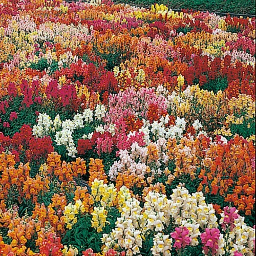 【花の種】約７００粒　金魚草　マジックカーペット　ミックス　0.25ｍｌ ハンドメイドのフラワー/ガーデン(プランター)の商品写真