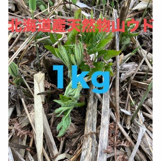 北海道産天然物山ウド　1キロ(野菜)