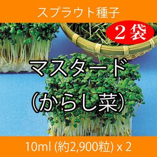 スプラウト種子 S-03 マスタード（からし菜） 10ml x 2袋(野菜)