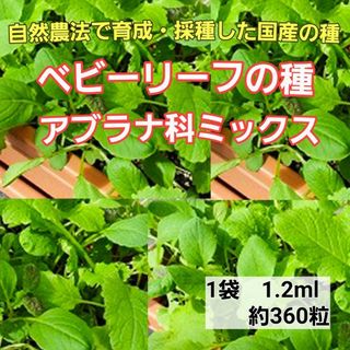 ベビーリーフ　アブラナ科の種　自然農法で育成・採種した国産の種　家庭菜園(野菜)