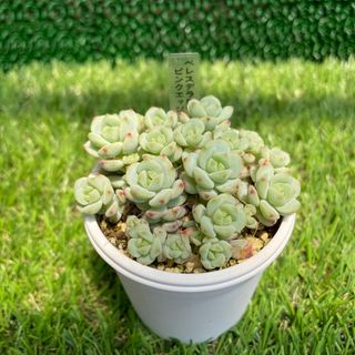 モリモリ❤️可愛い☆寄せ植え☆このまま飾れます☆多肉植物の通販 by モリモリ❤️可愛い☆寄せ植え☆このまま飾れます☆多肉植物の通販 by