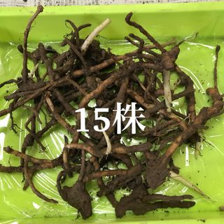 みょうが　地下茎　無農薬　みょうがの地下茎(その他)