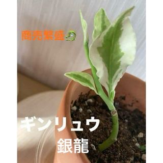 ギンリュウ　ペディランサス　抜き苗　商売繁盛　ジグザグプランツ　観葉植物(その他)