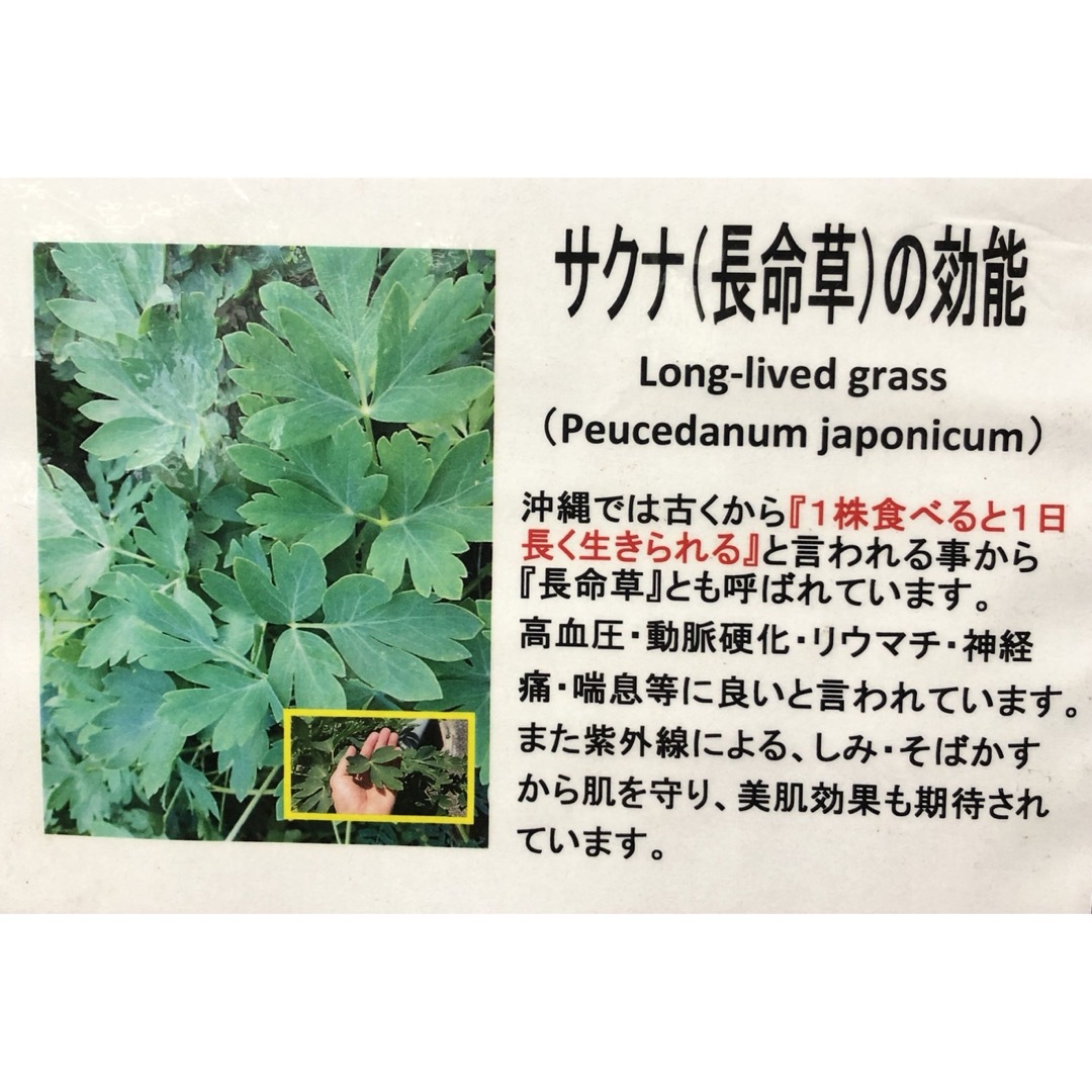 長命草の種(60粒ほど)沖縄産 ハンドメイドのフラワー/ガーデン(その他)の商品写真