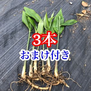 みょうが苗　ミョウガ  地下茎　無農薬　みょうがの苗(その他)