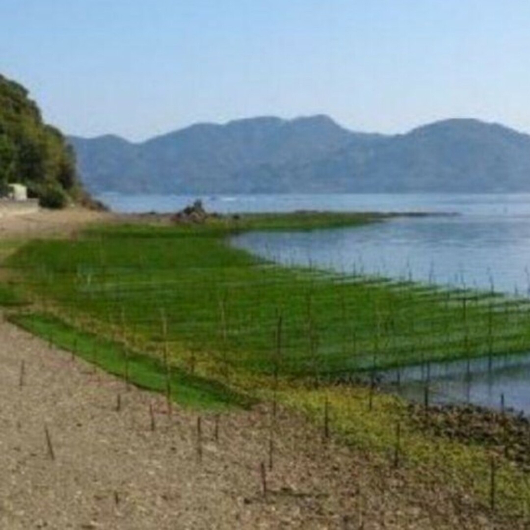 4月22日収穫終了 鹿児島県長島町産あおさ あおさのり 乾燥あおさ 食品/飲料/酒の食品(野菜)の商品写真