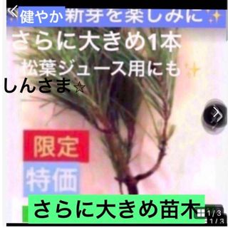 暑くなる前に植付けを【さらに大きめ苗木30センチ内　赤松苗木１本】松葉ジュース