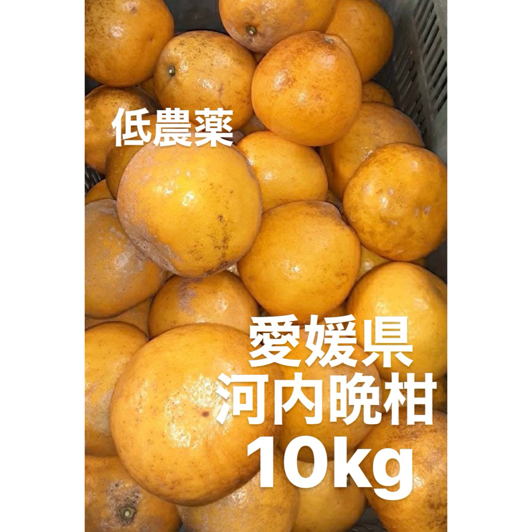 愛媛県産　低農薬　宇和ゴールド　河内晩柑　柑橘　10kg 食品/飲料/酒の食品(フルーツ)の商品写真