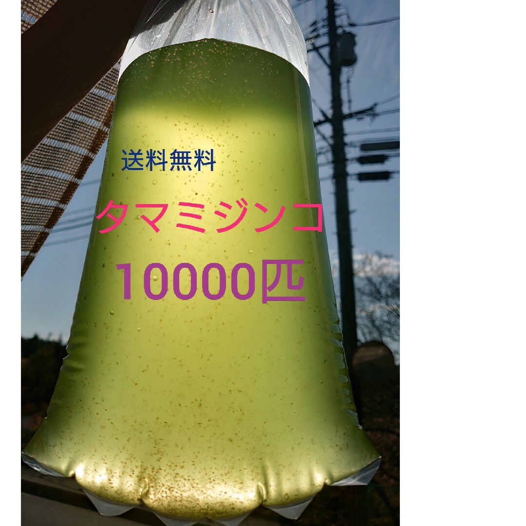 タマミジンコ　約10000匹　グリーンウォーター メダカの餌　活餌 その他のペット用品(アクアリウム)の商品写真