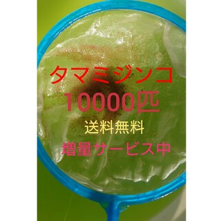 タマミジンコ　約10000匹　グリーンウォーター メダカの餌　活餌(アクアリウム)