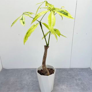 パキラ　ムーンライト　接木　10【現品】観葉植物　室内(その他)