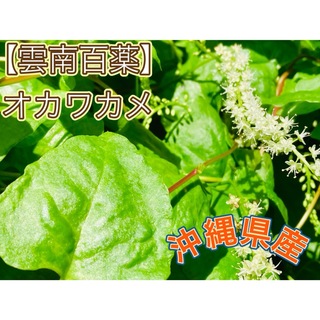 【SALE】オカワカメ 雲南百薬 沖縄県産(野菜)