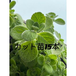 多肉植物　アロマティカス  カット苗15本(その他)