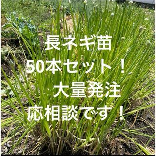 長ネギ苗50本セット！九条ネギ　農家直送　家庭菜園(野菜)