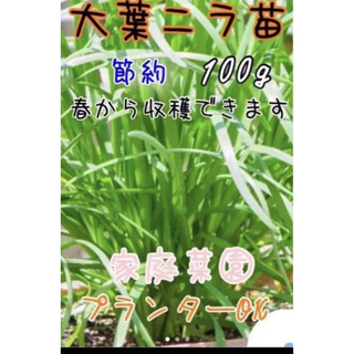 無農薬 大葉ニラ 苗 20本 野菜 家庭菜園(野菜)