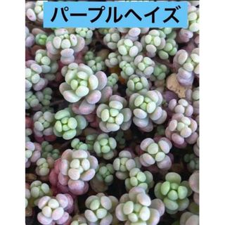 多肉植物 パープルヘイズ カット苗　50カット(その他)