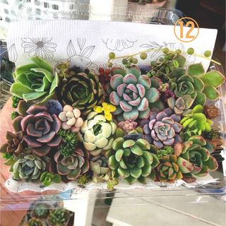 ①多肉植物 セダム ☆気まぐれな レモンライム☆ 抜き苗 大好き ①多肉植物 セダム ☆気まぐれな レモンライム☆ 抜き苗 大好き