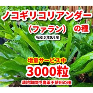 ノコギリコリアンダーの種【3000粒】令和5年9月産★栽培期間中農薬不使用の種(野菜)