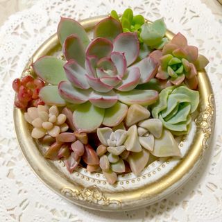 ◆カット苗寄せ植えセット②◆韓国苗◆多肉植物◆(その他)