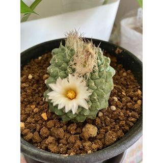 サボテン　菊水　綴化　種子　30粒(その他)