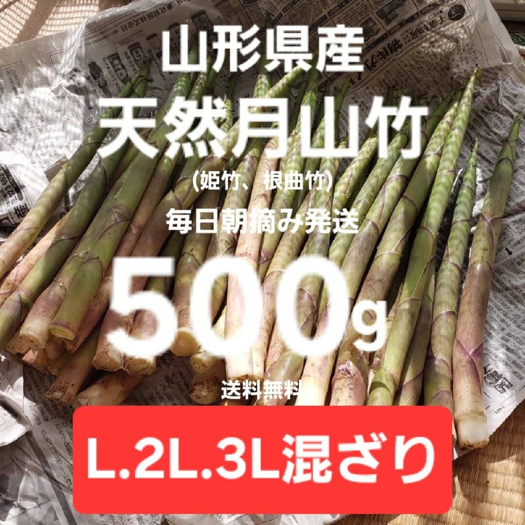 山形産　朝摘天然月山竹(根曲竹)約500g　姫竹　天麩羅　春野菜山菜根曲がり竹 食品/飲料/酒の食品(野菜)の商品写真