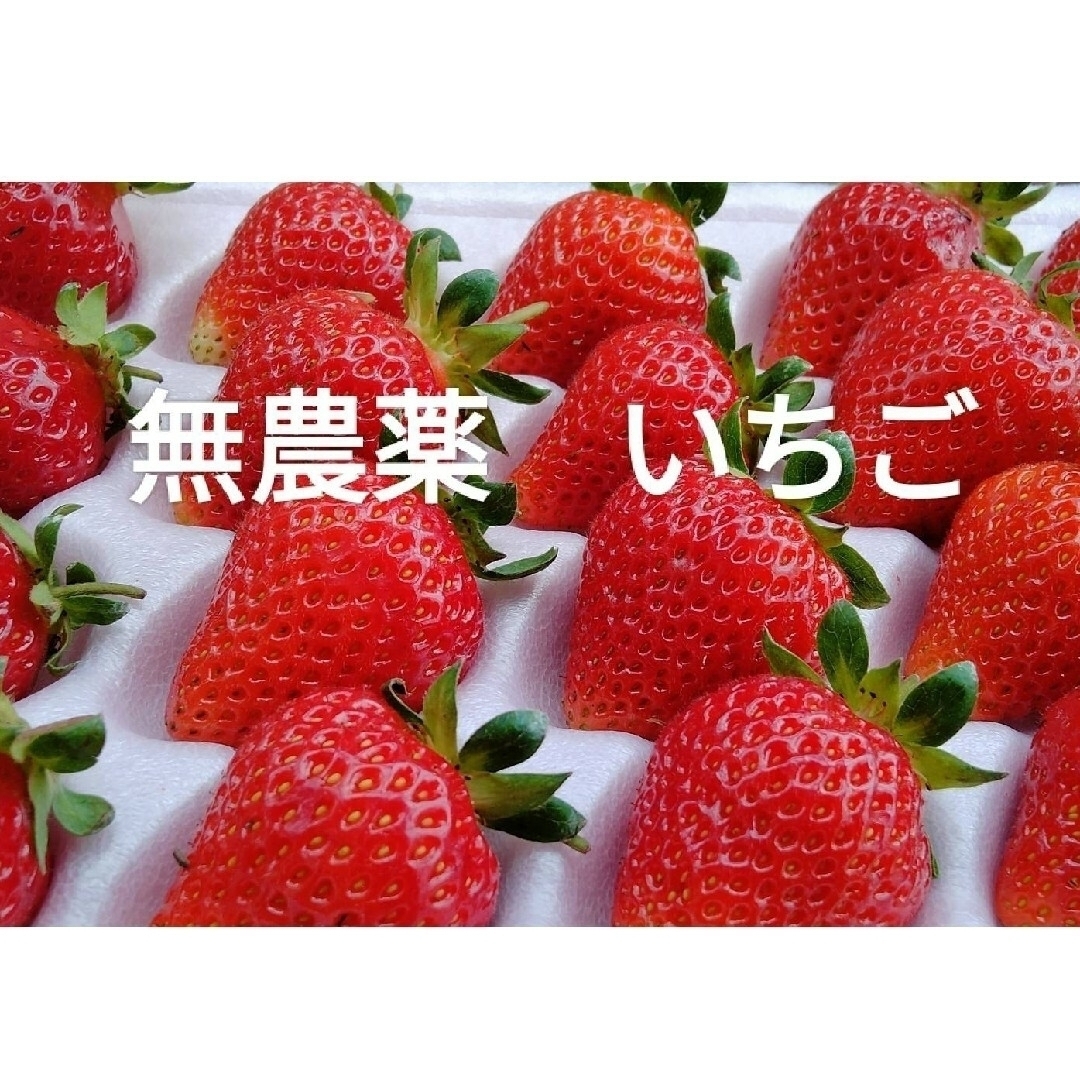 無農薬　いちご　800ｇ　新鮮　大阪　産地直送 食品/飲料/酒の食品(フルーツ)の商品写真