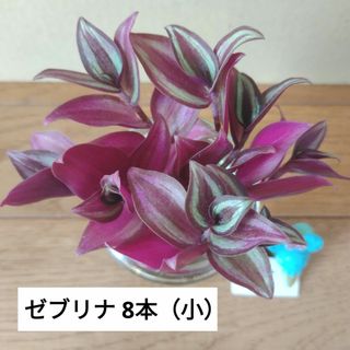 【観葉植物】トラディスカンチア ゼブリナ ⑤(その他)