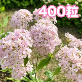 花の種　シレネ・桜小町(その他)