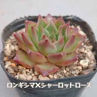 多肉植物　ロンギシマ × シャーロットローズ　カット苗