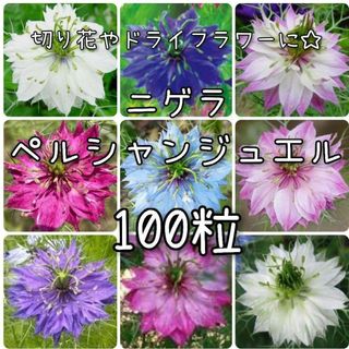 【ニゲラのタネ】100粒 種子 種 ペルシャンジュエル 切り花 ドライフラワー(その他)