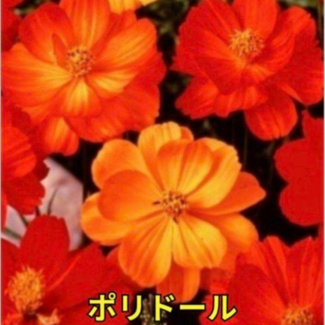 花の種 《珍しい品種》コスモス 種 ミックス ❁⃘*.゜2色咲き 等 ハンドメイドのフラワー/ガーデン(その他)の商品写真