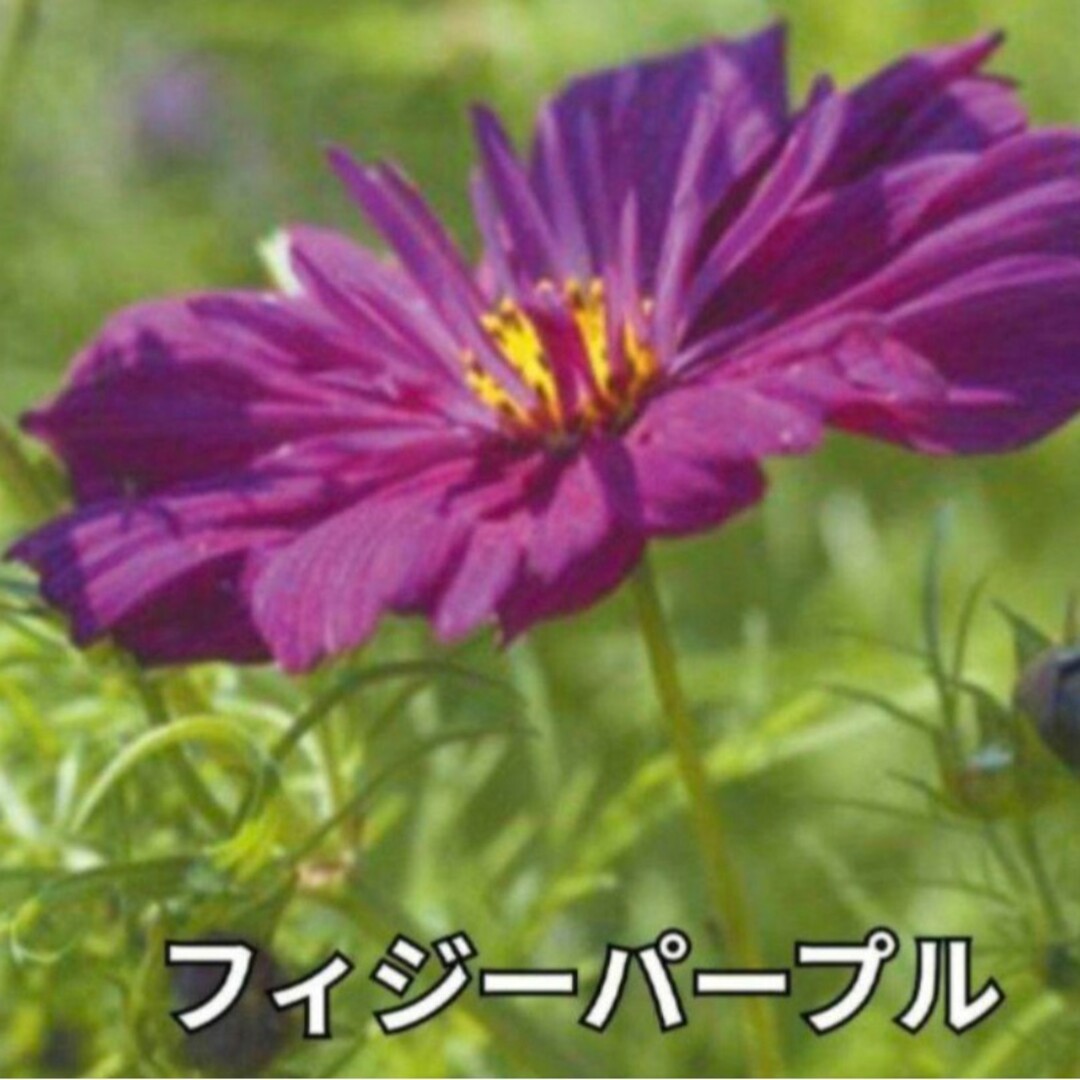 花の種 《珍しい品種》コスモス 種 ミックス ❁⃘*.゜2色咲き 等 ハンドメイドのフラワー/ガーデン(その他)の商品写真