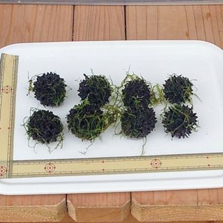 ウィローモスふうの実　8個セット　水草　アクアリウム　レイアウト