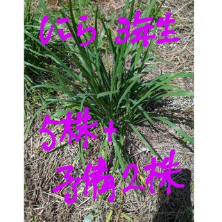 🌱ニラ🌱　３年生  5苗＋予備２苗（9㌢ポットに仮植えして送付します）(その他)