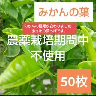 20農薬栽培期間中不使用みかん 葉 50枚　アゲハ蝶　青虫　虫　餌 みかんの葉