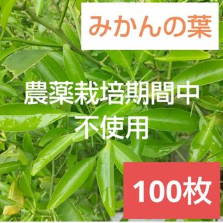 21農薬栽培期間中不使用みかん 葉100枚　アゲハ蝶　青虫　虫　餌 みかんの葉