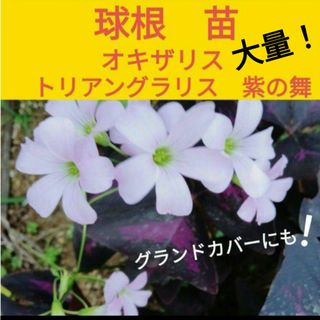 オキザリス　トリアングラリス　紫の舞　20苗以上〜ネコポスsize！(花瓶)