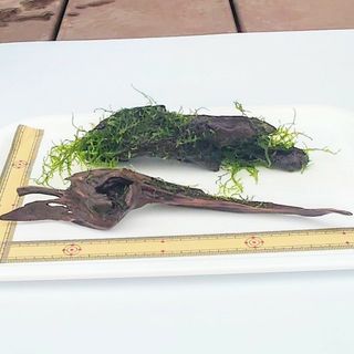 ウィローモス流木２個セット アクアリウム　レイアウト　水草(アクアリウム)