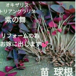 苗球根　オキザリストリアングラリス　紫の舞♥(花瓶)