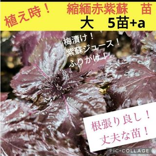 赤しそ　縮緬赤紫蘇苗　大5株+a(野菜)