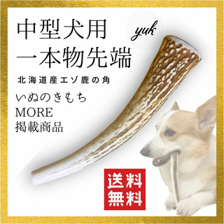 【24時間以内発送】中型犬用　一本物　先端　北海道産鹿の角　犬のおもちゃ(犬)